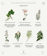 Élixir Immunité